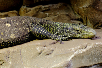 yellow lizard