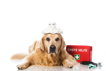 Alter Hund