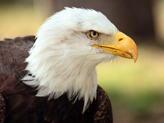 bald eagle portrait