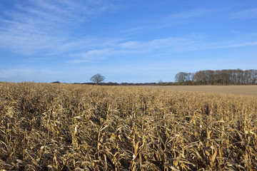 dry maize plants