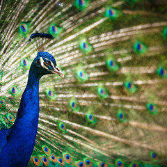 Obraz premium Splendid peacock with feathers out