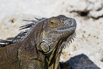 Closeup of a mexican Iguana