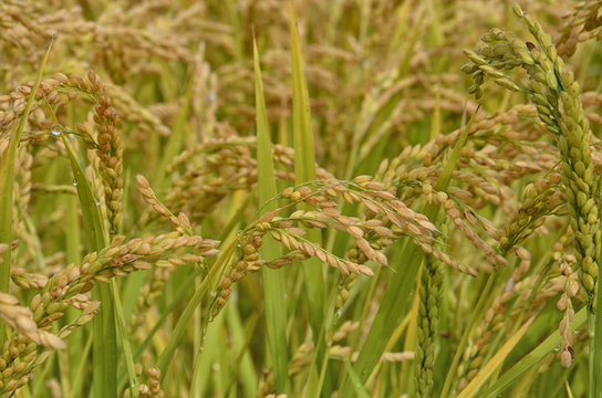 Paddy field in Italy 4