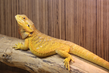 Bearded Dragon lying on a dry wooden branch in a terrarium