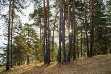 Pines in the forest and sunlight