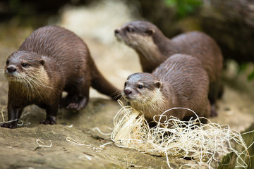 Eurasian otter (Lutra lutra)..