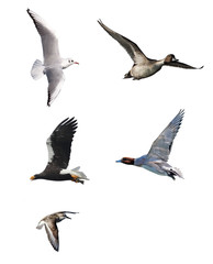 Naklejka premium 野鳥の飛翔