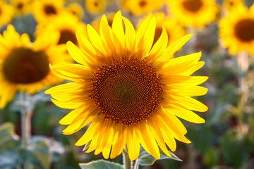 Fototapeta premium sunflowers, giant flower