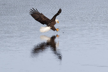 Eagle swoops on fish.