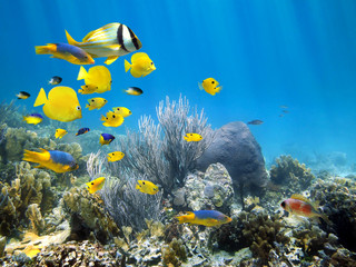 Panele Szklane  Podwodna rafa koralowa ze ławicą ryb