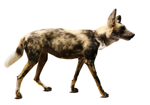 Hunting dog. Isolated over white