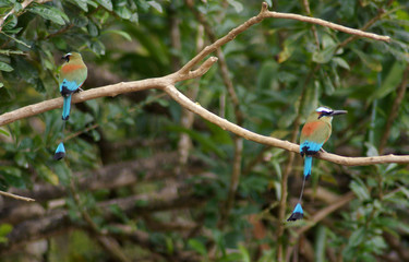 Motmot a sourcils bleus