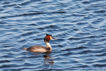 Great crested grebe