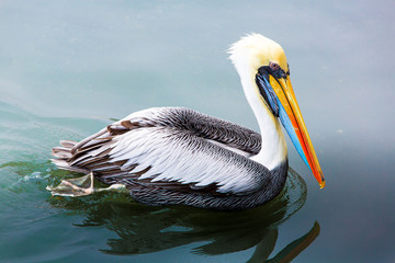 Pelicans on Ballestas Islands,Peru  South America