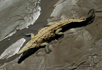 crocodile