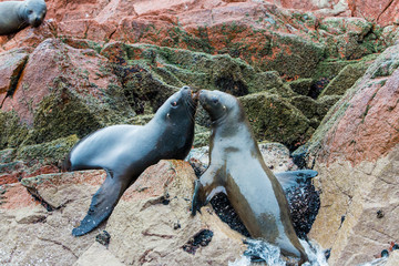 South American Sea lions relaxing on rocks of Ballestas