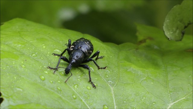 Black beetle on green leaves