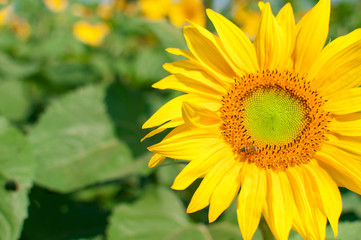 Obraz premium The Sunflower Park