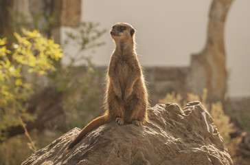 Meerkat