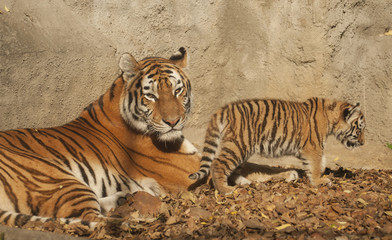 Obraz premium Tiger family