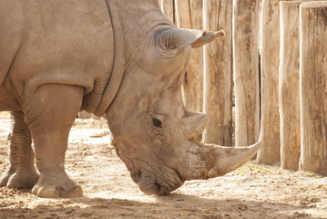 Obraz premium Rhinoceros