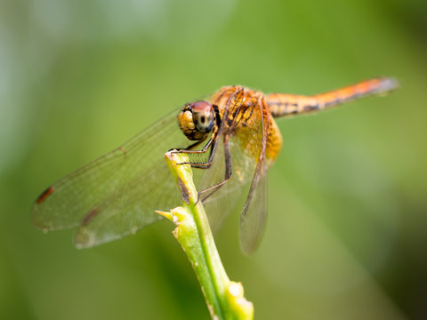 Dragonfly
