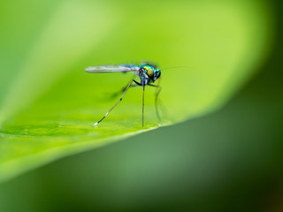 Fototapeta premium Fly