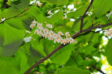 ハクウンボク(白雲木) 学名：Styrax obassia