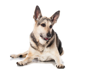 Schäferhundmischling