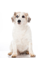 Obraz premium Mischlingshund
