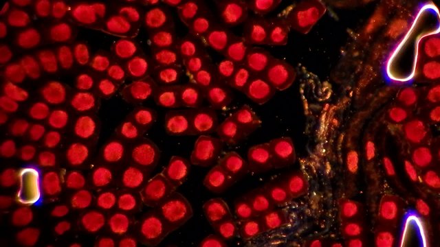 Full HD. Many living dividing cells under microscope, magnification 400X