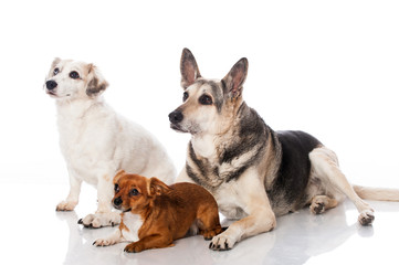 Drei Mischlingshunde