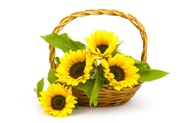 Beautiful sunflower bouquet in a basket (Helianthus)