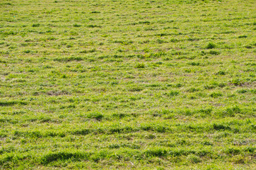 open field of winter pastures