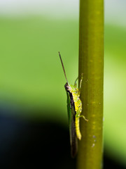 Grasshopper