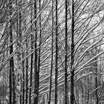 Snow on trees in winter forest.