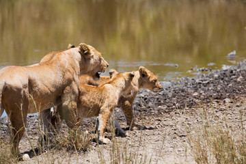 Fototapeta na wymiar Lion with her two cubs