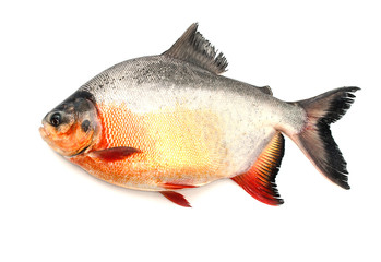 Pompano fresh water  isolated on white background.