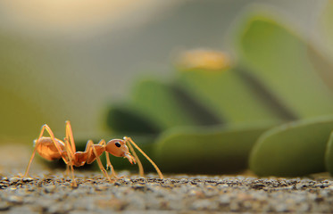 red ant