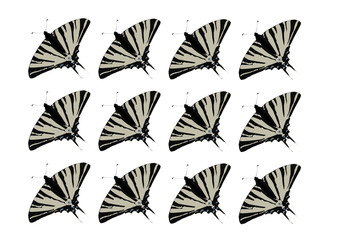 swallowtail butterflies pattern