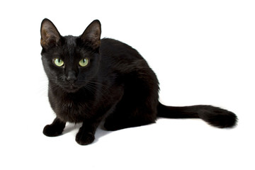 Black Cat - obrazy, fototapety, plakaty