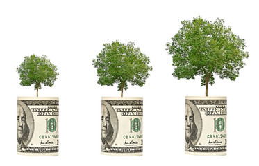 trees growing from dollar bill