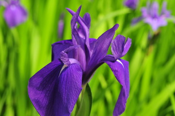 ハナショウブ（花菖蒲、Iris ensata var. ensata）　横