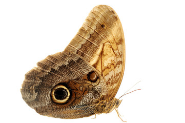 Obraz premium Boomerang Owl Butterfly