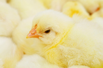 Baby Chicks