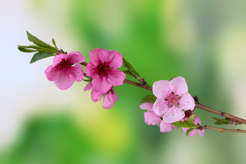 beautiful pink peach blossom on green background