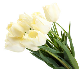 Fototapeta na wymiar beautiful tulips isolated on white.