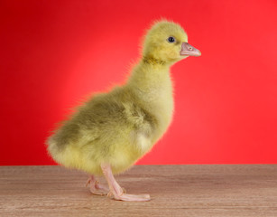 Little duckling on table on red background