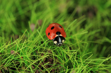 Beautiful ladybird on green moss, close up
