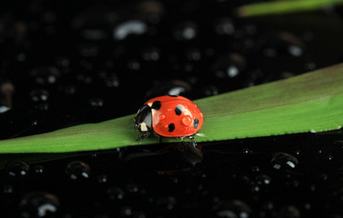 Beautiful ladybird on green grass, on black background